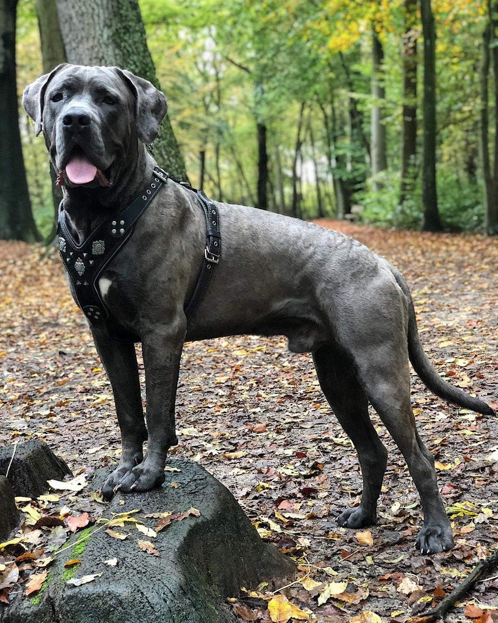 "Aztec Black Chest Plate Harness. 2 Tone Rivet Decorations. Zipper Decoration. Foam and Leather Padding Handmade in Europe.